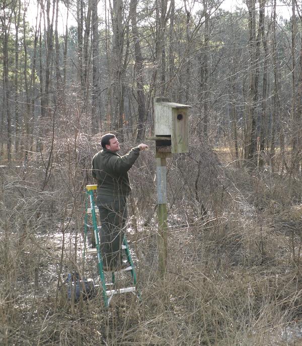 Ranger Checking Wood Duck Box