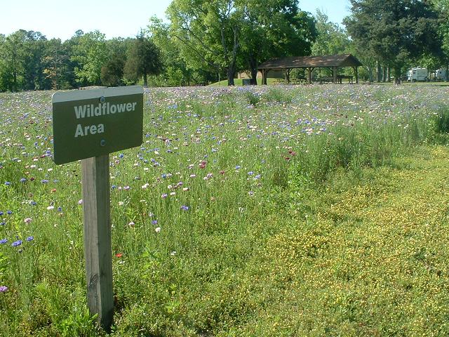 Wildflower Management Sign