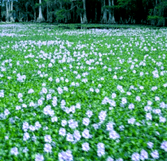 Water Hyacinth Photo