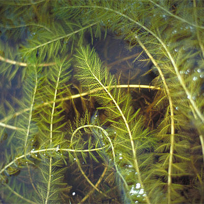 Water Milfoil Photo