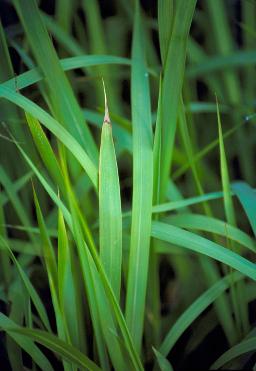Cogongrass Photo