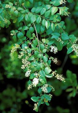 Chinese Privet Photo