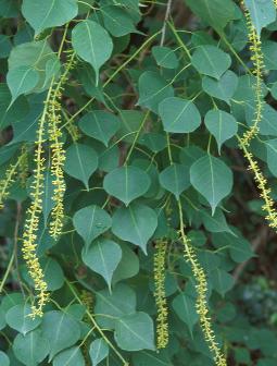 Chinese Tallow Tree Photo