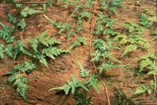 Japanese Climbing Fern Photo