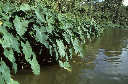 Wild Taro Photo