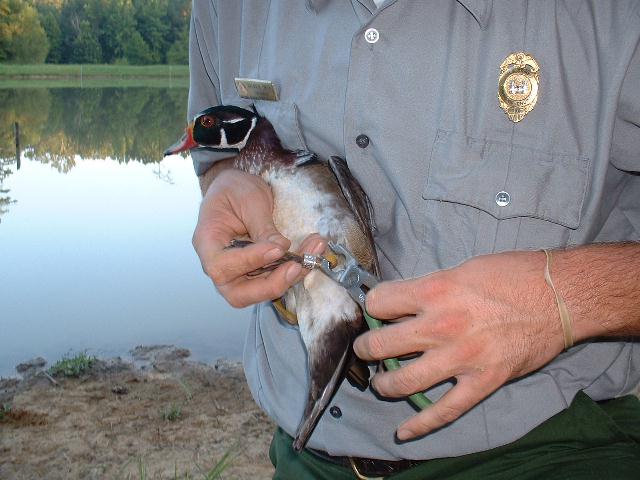 Applying the Band on a Wood Duck