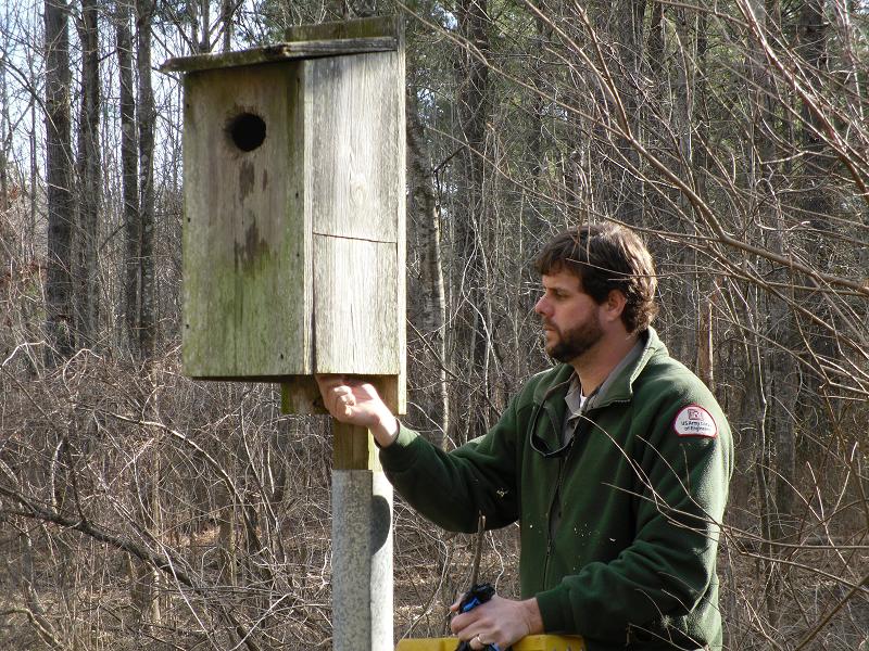 Ranger Checking Wood Duck Box