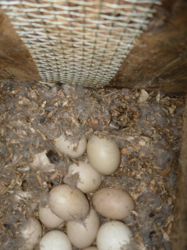 Wood Duck Eggs in a Box
