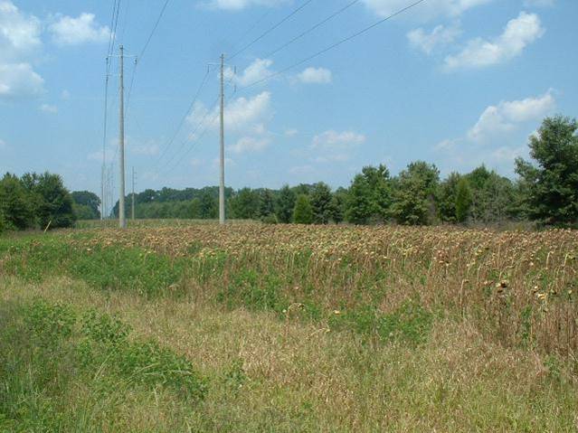Food Plot along Powerline Easement