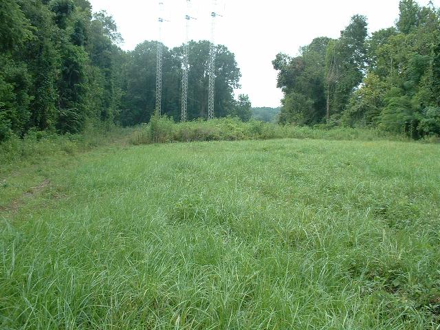 Food Plot along Powerline Easement