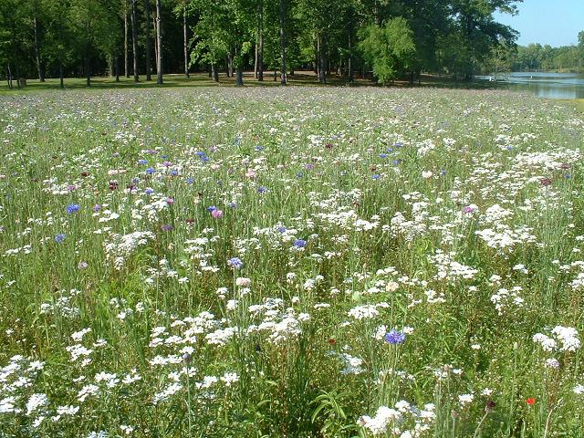 Wildflower in a Park