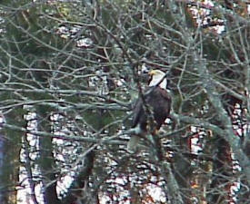 Bald Eagle on a Limb