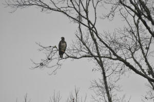 Bald Eagle on a Limb